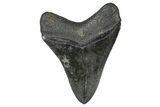 Serrated, Fossil Megalodon Tooth - South Carolina #368004-1
